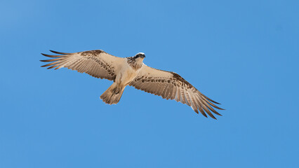 Osprey isolated against a blue sky, Sydney, Australia