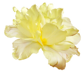 Yellow tulip  flower  on  isolated background with clipping path. Closeup. For design.  ...
