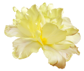 Yellow tulip  flower  on  isolated background with clipping path. Closeup. For design.   Transparent background.   Nature.