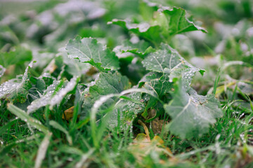 Salat mit Wassertropfen in einem Feld