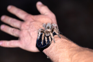 Huge wild black tarantula crawling on a man's wrist and watch