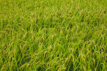 green grass background