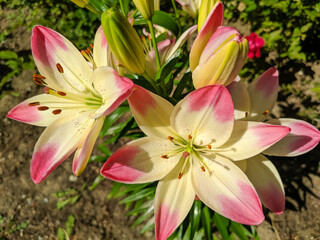 Bright marlene lily flowers grow in a flower bed on a sunny summer day. Close-up
