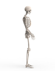 人間の骨格