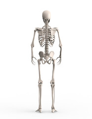 人間の骨格 - 530955486