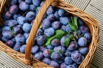 Fototapeta premium Plums in a wicker basket in the sun in the summer garden.Fresh plums. Farm organic bio fruits. plum abundance