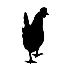 Hen or chicken silhouette isolated in white background. Free grazing hen bird in the runch. Hand drawn vector illustration