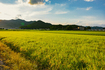 Fototapeta premium 逆光の稲穂