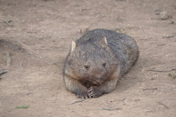 A relaxed wombat at the zoo