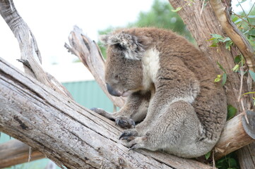 A sleeping koala on the tree