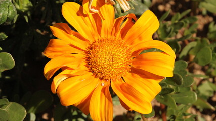 orange flower in the garden