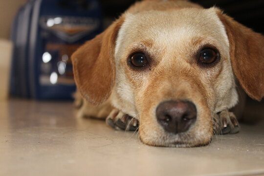 Labrador Retriever Puppy