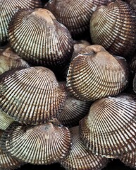 신선한 해산물 꼬막, 요리재료