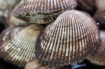 신선한 해산물 꼬막, 요리재료