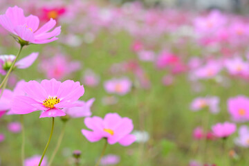 Fototapeta premium コスモスの花