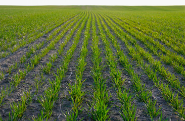 Wheat field.Evening golden hour. Ukraine.