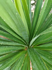 Fototapeta na wymiar A green plant with rain dew on it