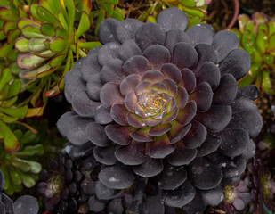 Aeonium arboreum zwartkop - Beautiful garden succulent