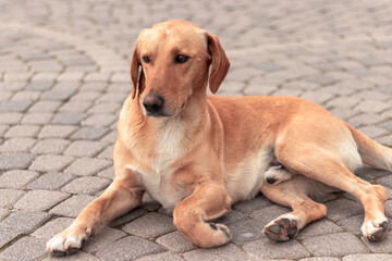 A red-haired stray dog is lying in the middle of the street.
