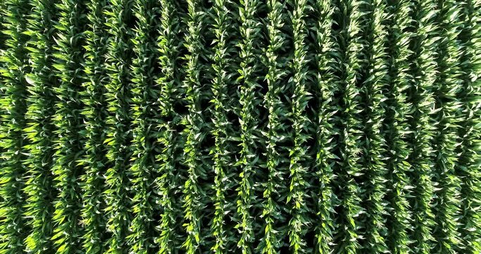 corn field waiting for harvest time