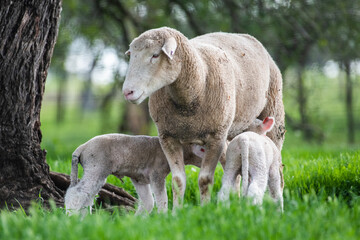 Obraz premium Mother sheep with her twin lambs in the green pasture.
