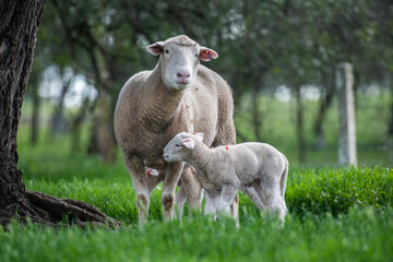 Mother sheep looking at the camera in the green pasture while her lamb is ready to feed.