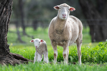 Naklejka na ściany i meble Mother sheep and lamb looking at the camera in the green pasture.