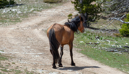 Bay wild horse stallion crossing Burnt Timber Creek dirt road on Tillett ridge in the Pryor...