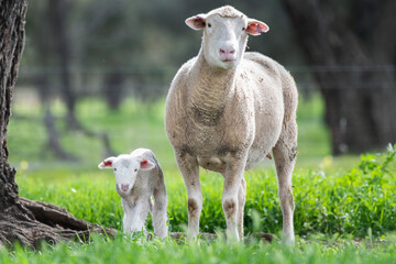 Naklejka na ściany i meble Mother sheep and lamb looking at the camera in the green pasture.