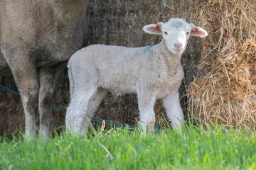 Naklejka na ściany i meble Lamb with hay in the background looking at camera.