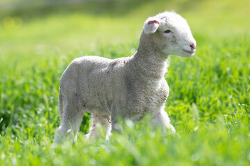 Young lamb running in the green pastures.