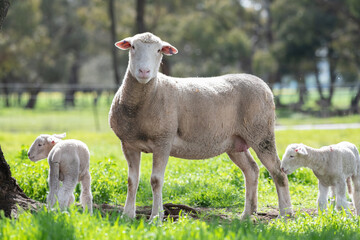 Obraz premium Mother sheep looking at camera while her twin lamb gather.