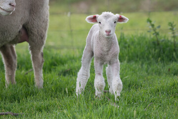 Naklejka na ściany i meble Lamb in green pasture looking at camera.
