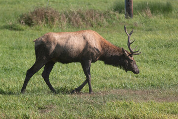 Elk out at Dean Creek viewing area in Oregon