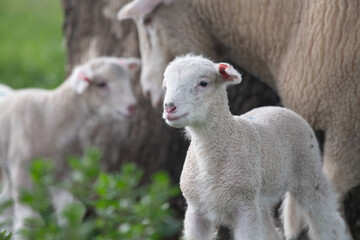 Lamb with sheep in the background looking to side.