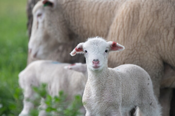 Lamb with sheep in the background looking at camera.