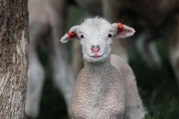 Profile of lamb with heart shaped nose.