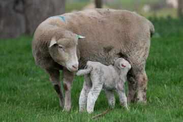 Naklejka na ściany i meble Sheep checks on her lamb as it is feeding.