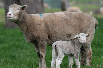 Obraz premium Sheep standing next to young lamb.