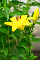 Blooming Yellow lily in the garden on a green background