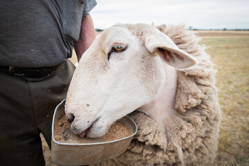 Hungry sheep eating out of grain bowl.