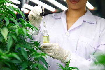 close up scientist holding cannabis cbd oil bottle from marijuana plant