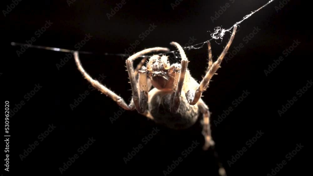 Poster a large orb spider is hanging from its web waiting for the right moment to catch small prey in dark