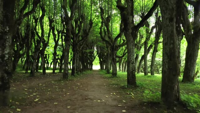 Shaded summer passage thru green canopied Linden Alley near Katvari Manor Latvia