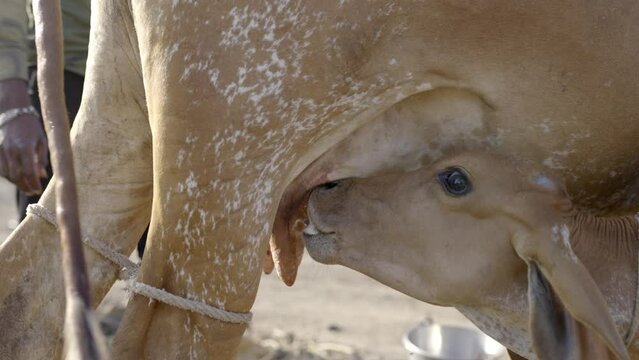 Gyr Cattle Baby Suckling Milk From Its Mother In The Countryside Farm In India. - close up