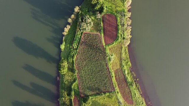 Agricultural Field On The Lakeshore With Rows Of Crops Growing. aerial top-down