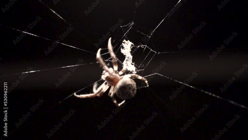 Poster a white colored spider is creating intricate or beautiful patterns in its webs in order to catch ins