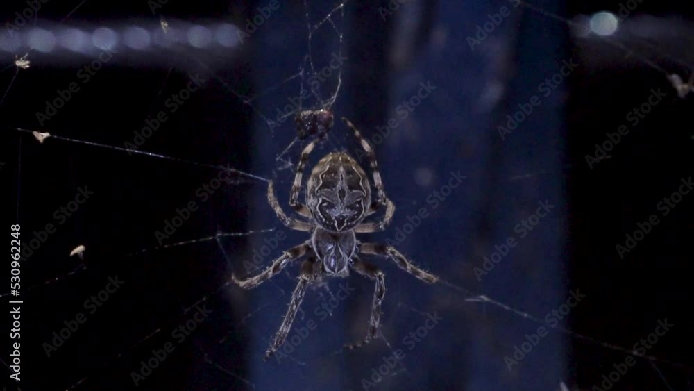 Poster a large orb weaver spider with mottled markings across its back is hanging from its web and looking 