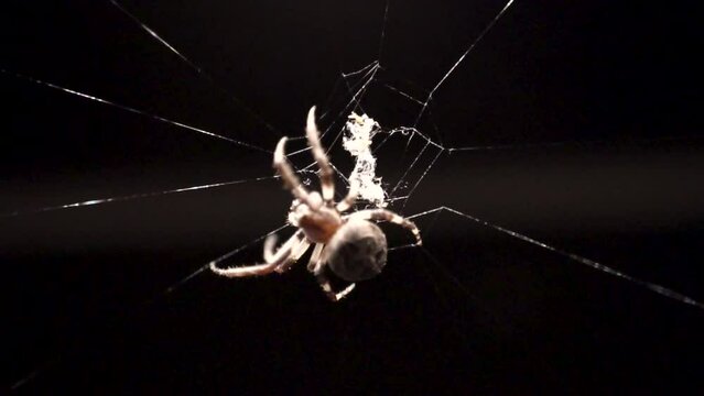 A white colored spider is creating intricate or beautiful patterns in its webs in order to catch insects to eat. The spider then leaps from the web.