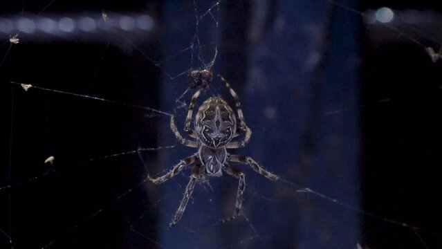 A large orb weaver spider with mottled markings across its back is hanging from its web and looking for the prey in the dark